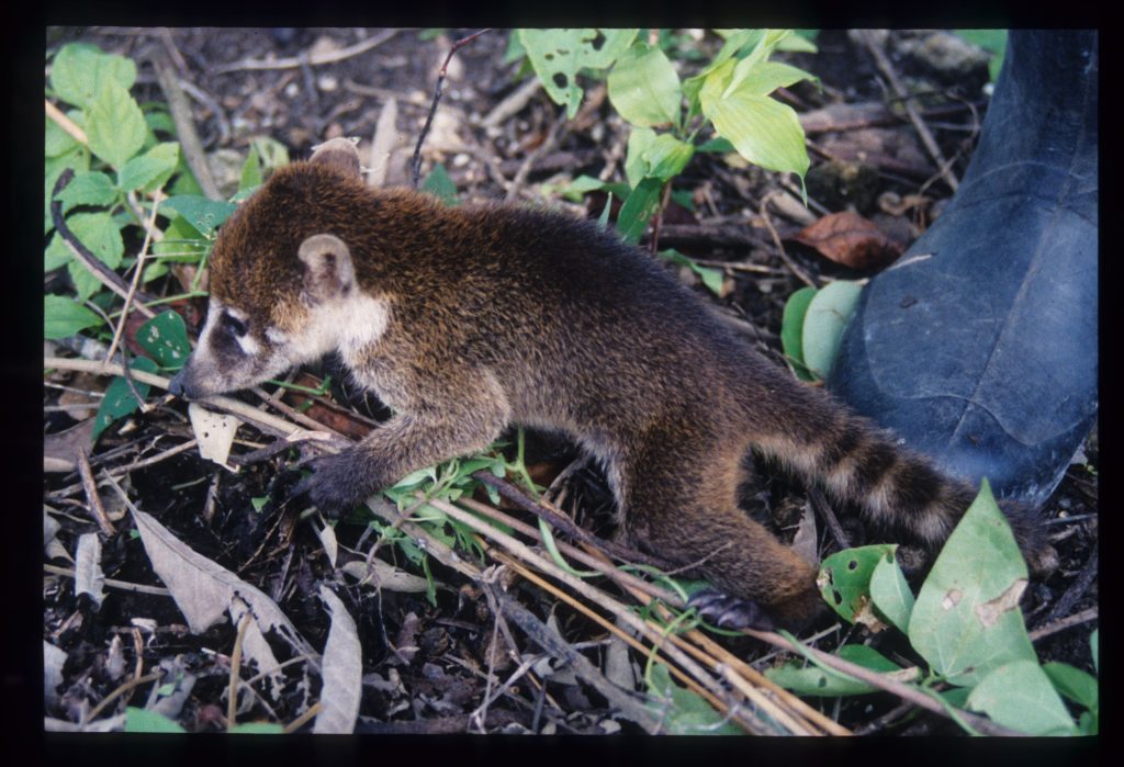 Animal